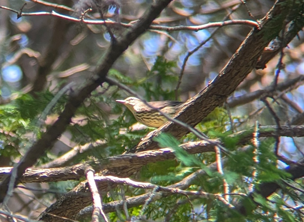 Northern Waterthrush - ML621956963