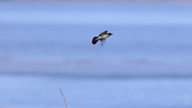 Eastern Kingbird - ML621956990