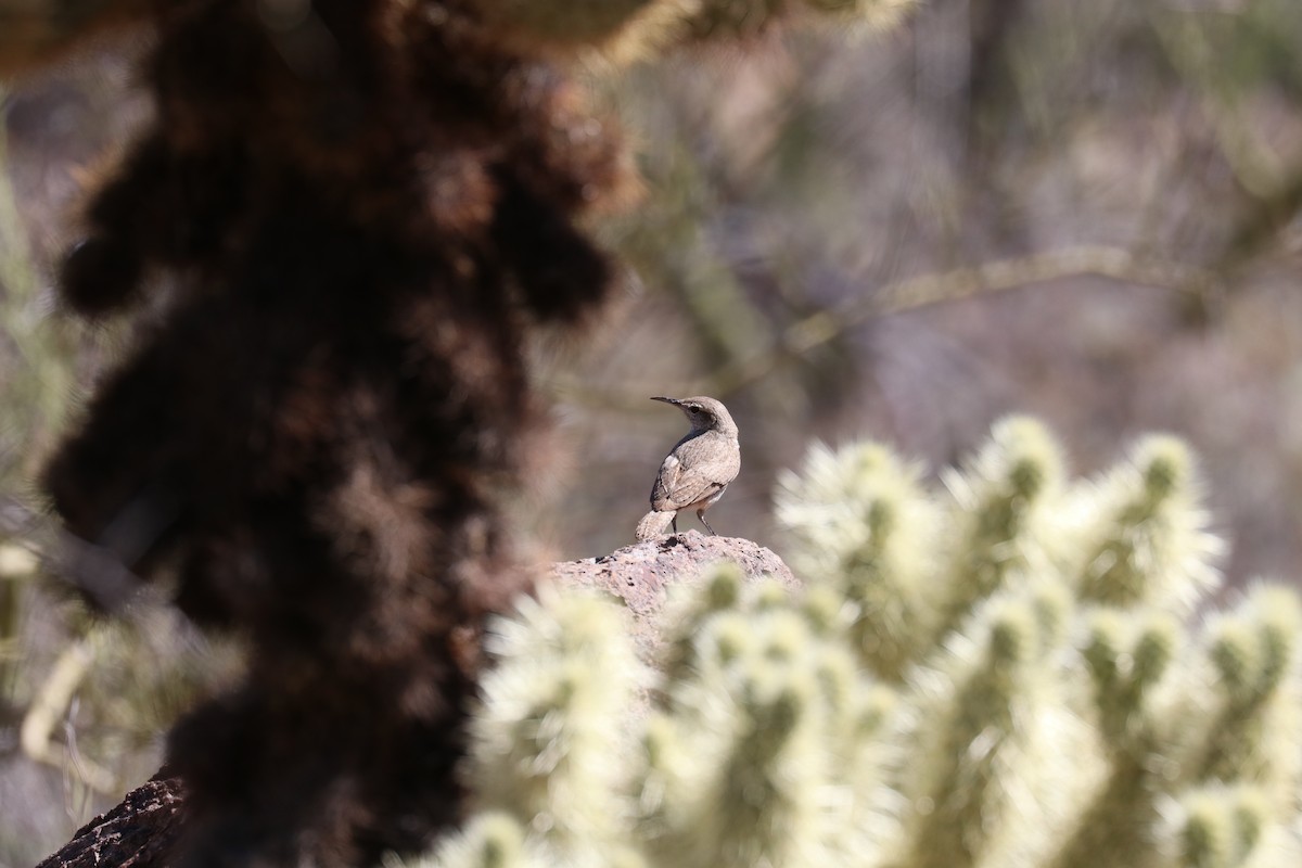 Rock Wren - ML621957043