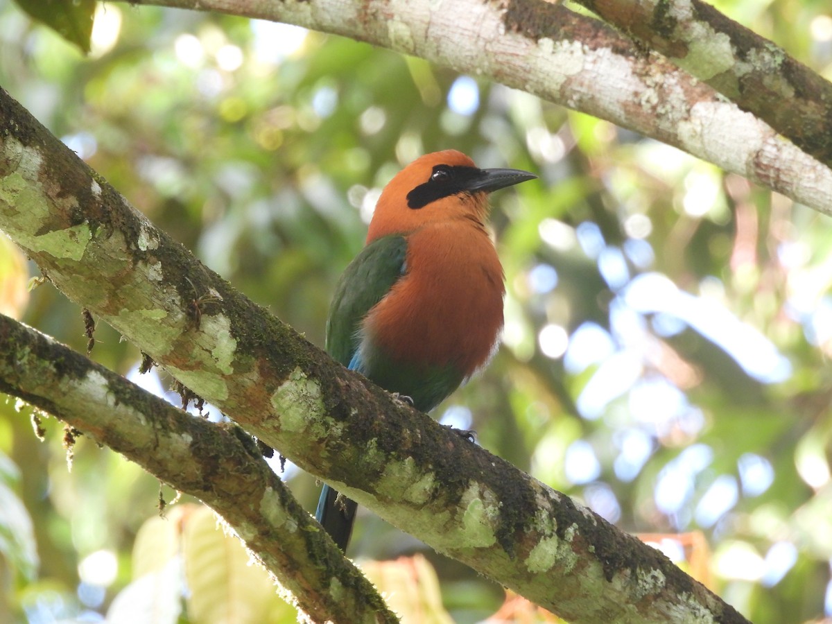 Rufous Motmot - ML621957044