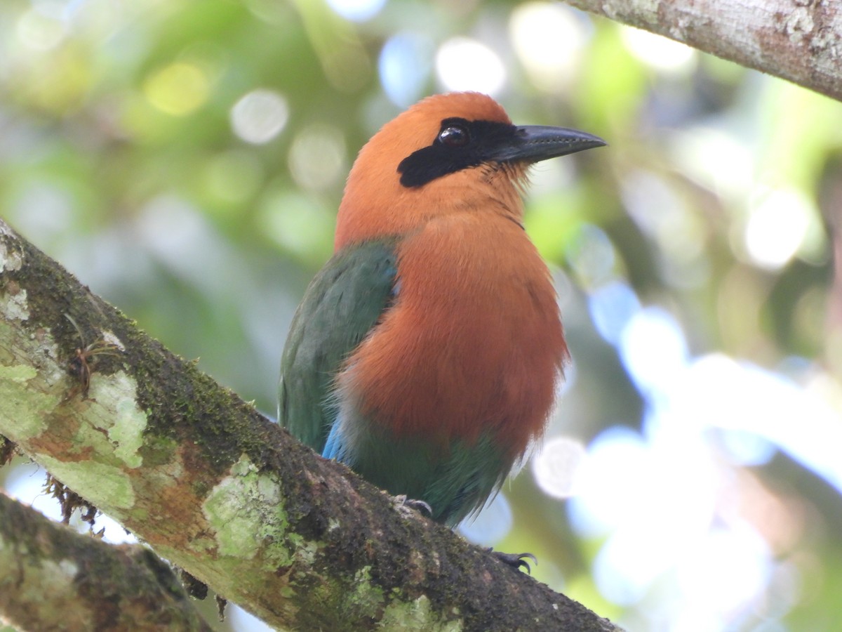 Rufous Motmot - ML621957048