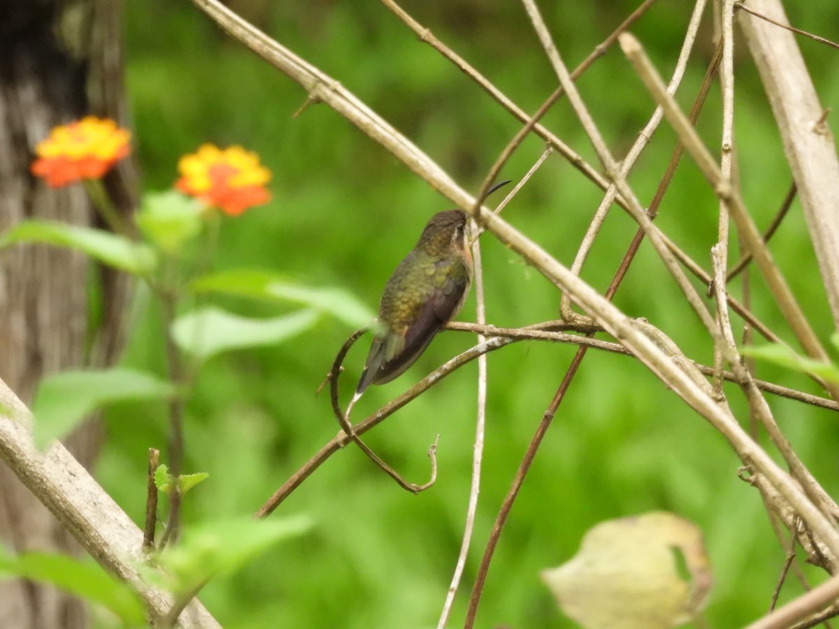 Band-tailed Barbthroat - ML621957370