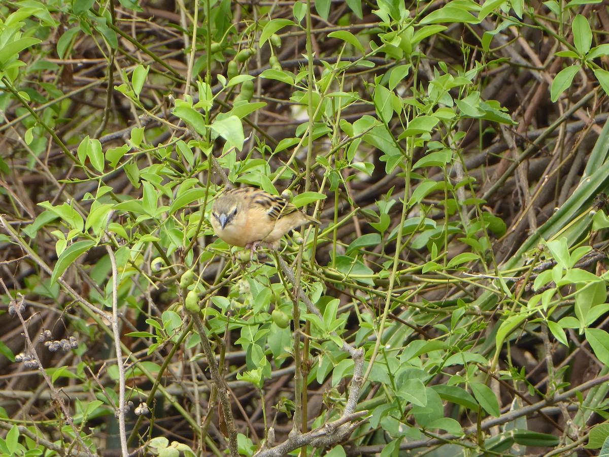 Black-headed Weaver - ML621957402