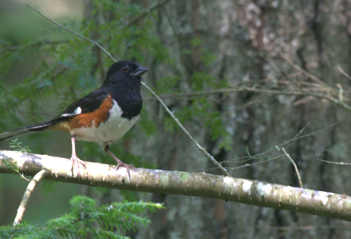 Eastern Towhee - ML621957588