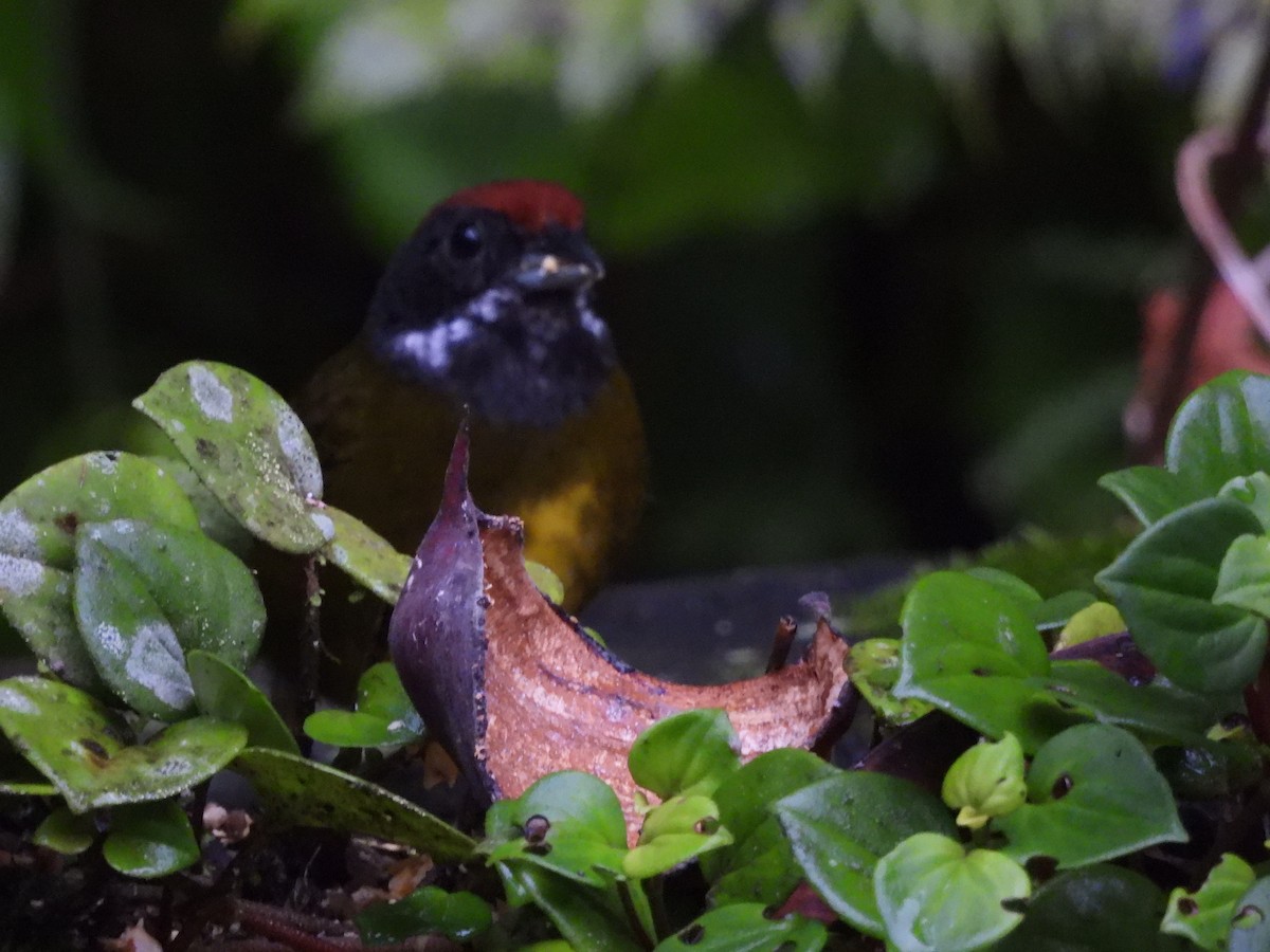 Sooty-faced Finch - ML621957601