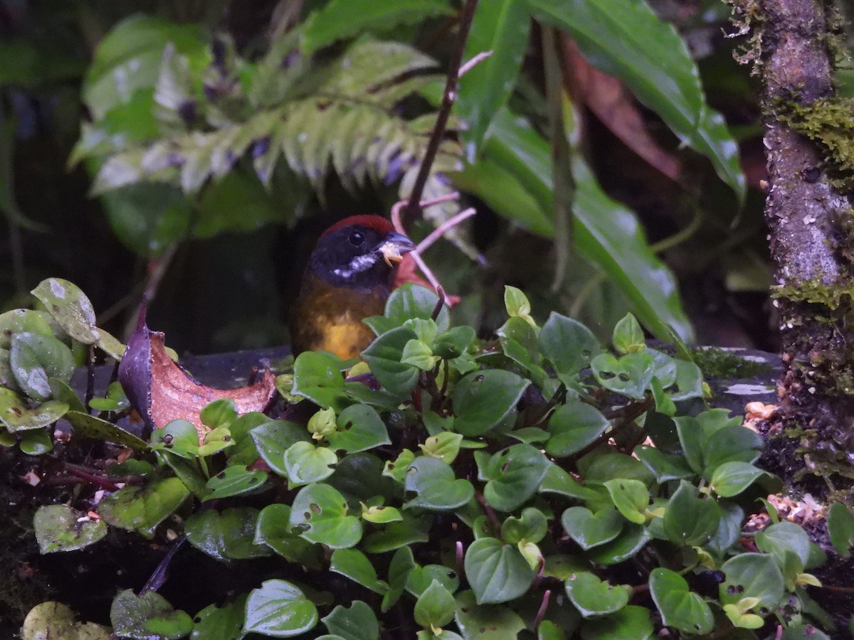 Sooty-faced Finch - ML621957604