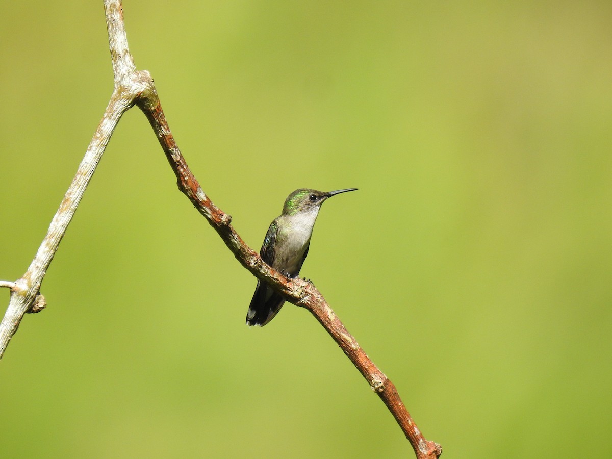 Vervain Hummingbird - ML621957637