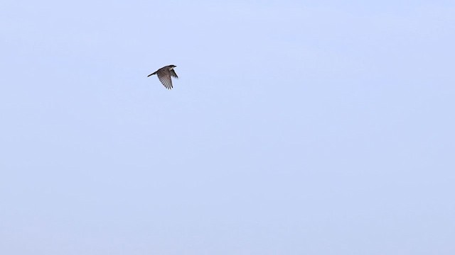 Eastern Kingbird - ML621957652