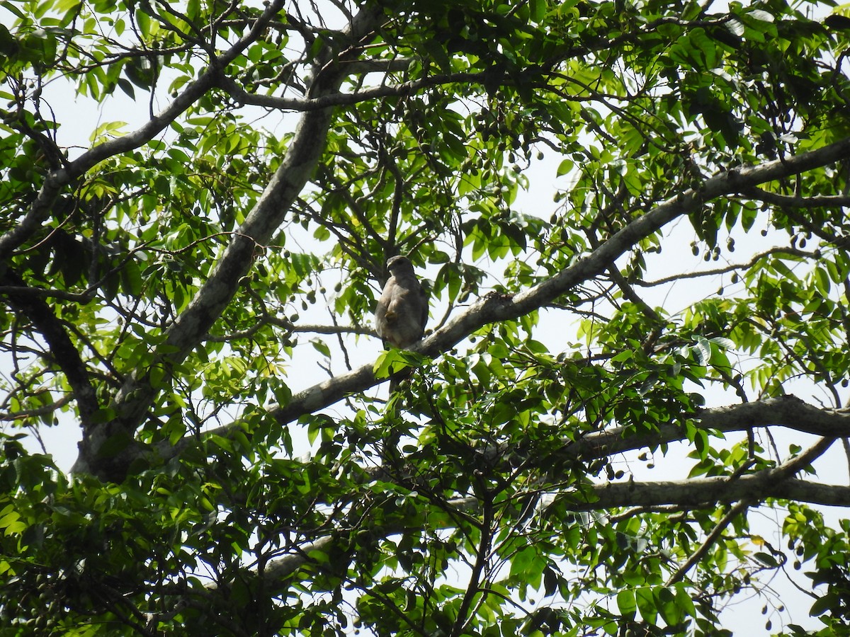 Haitibussard - ML621957678