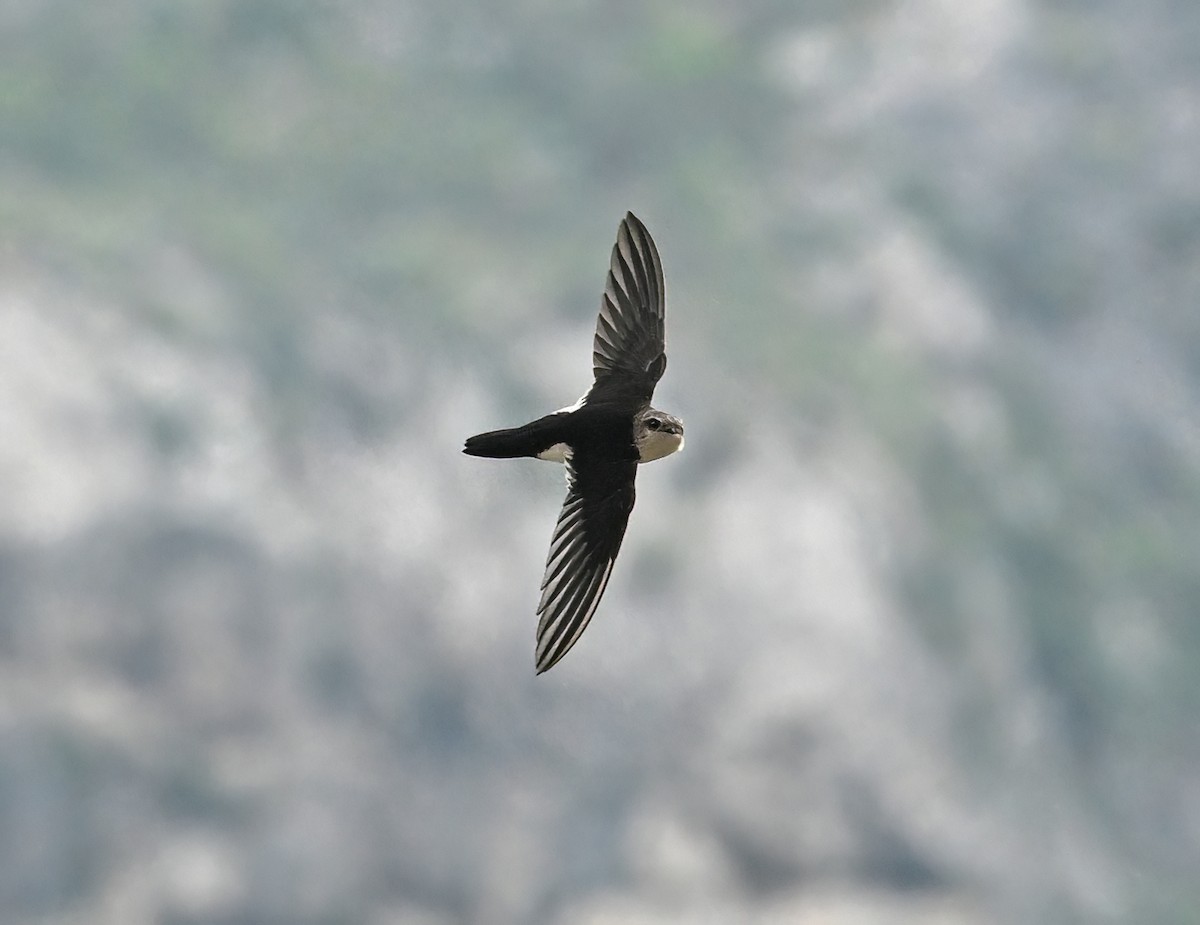 White-throated Swift - ML621957694