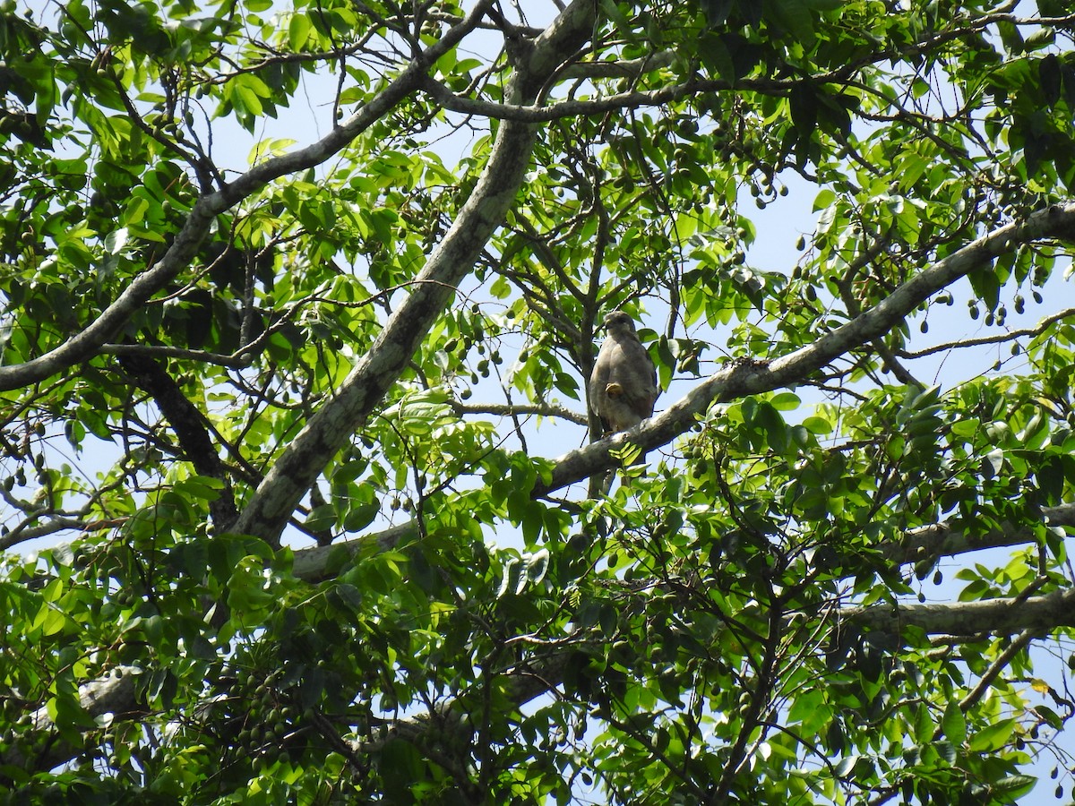 Haitibussard - ML621957696