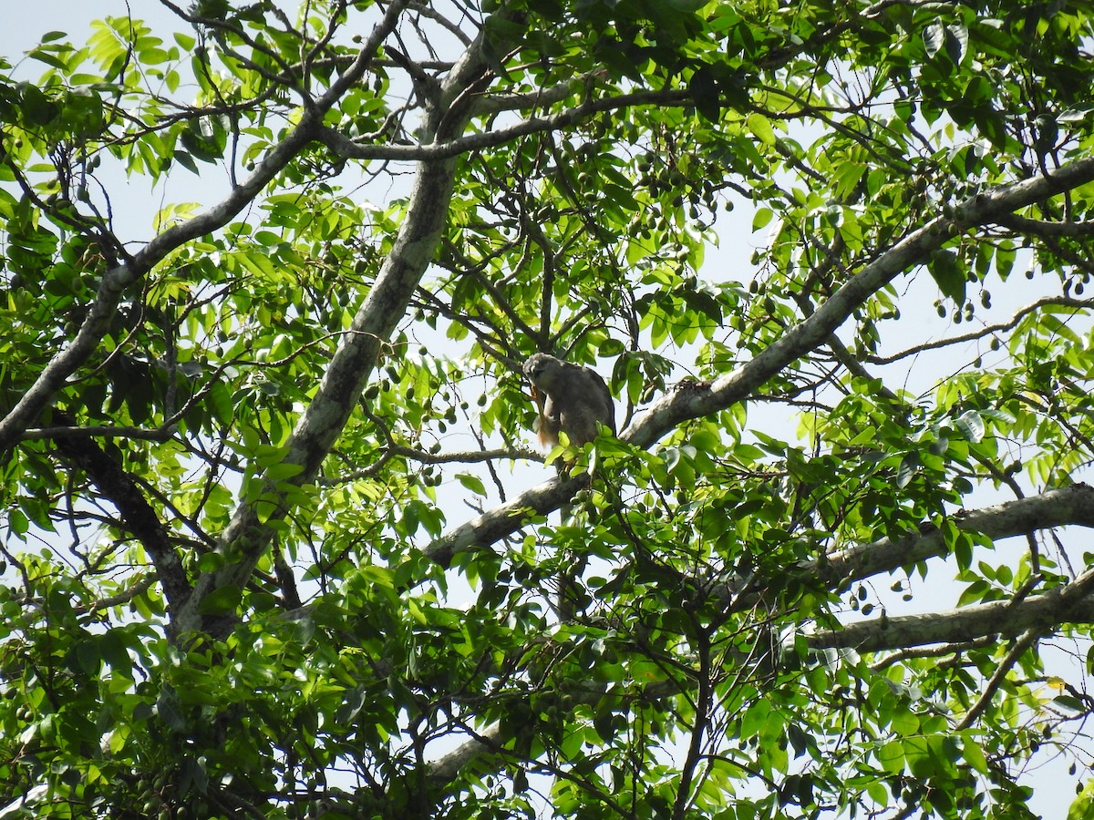 Haitibussard - ML621957715