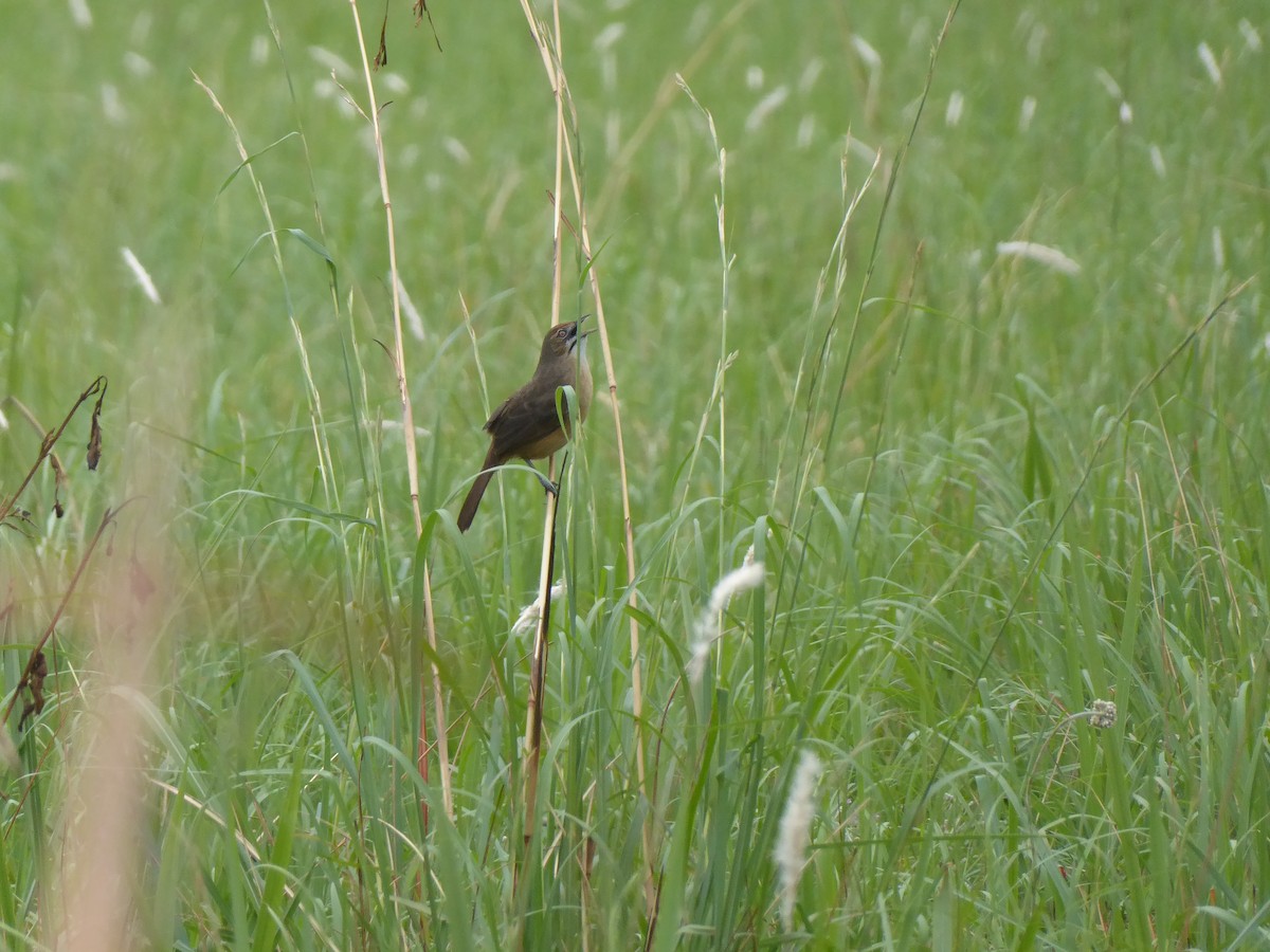 Moustached Grass-Warbler - ML621957723