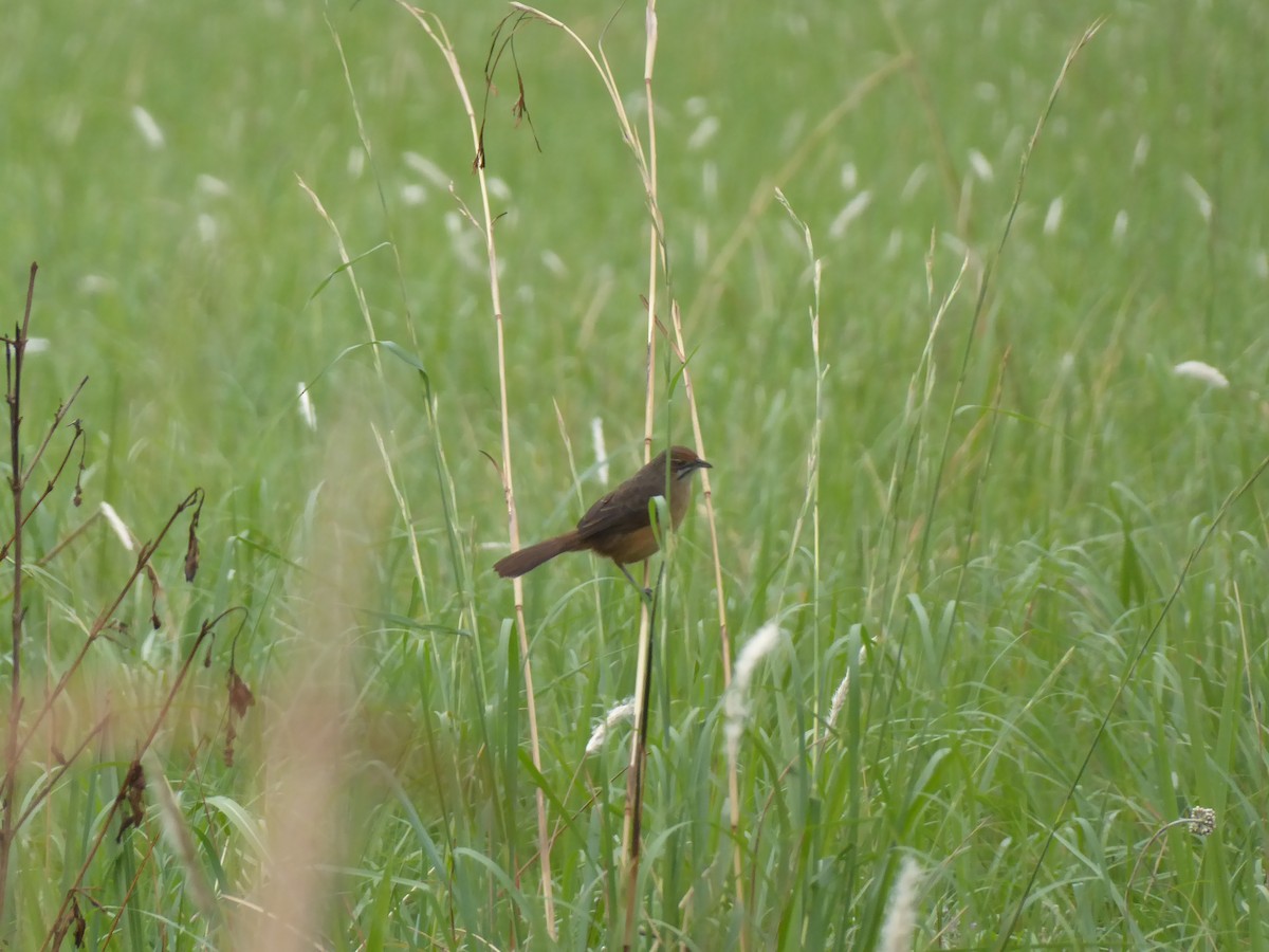 Moustached Grass-Warbler - ML621957724