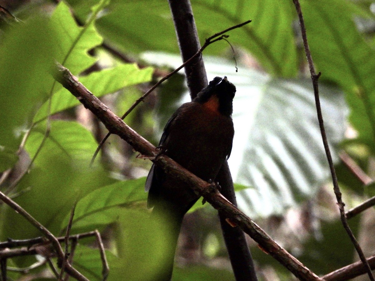 Black-cheeked Ant-Tanager - ML621957849