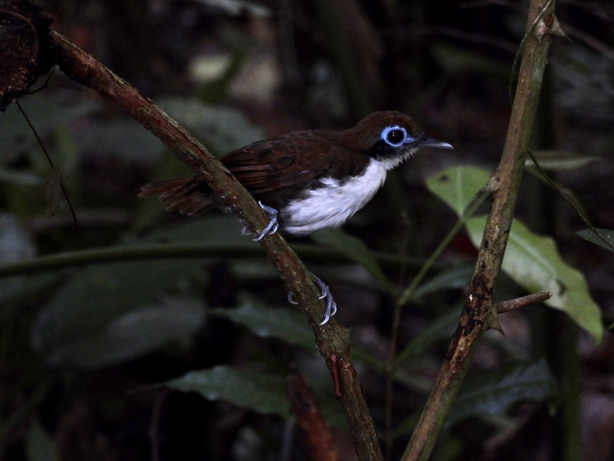 Bicolored Antbird - ML621957856