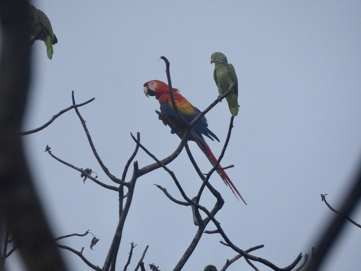 Scarlet Macaw - ML621957859