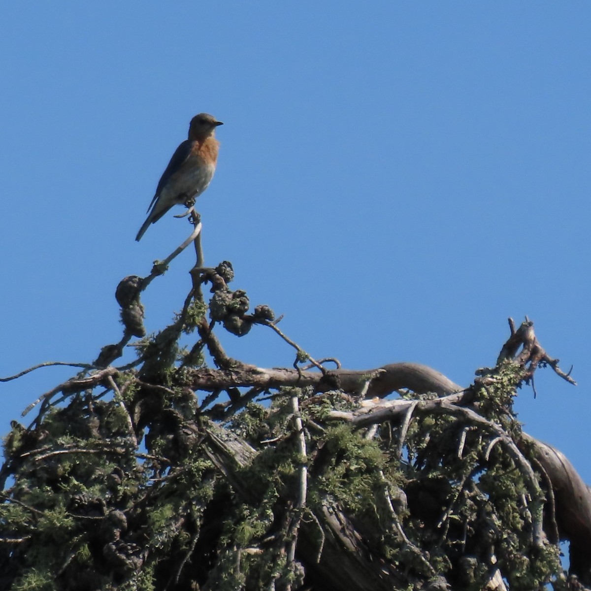 Eastern Bluebird - ML621957986