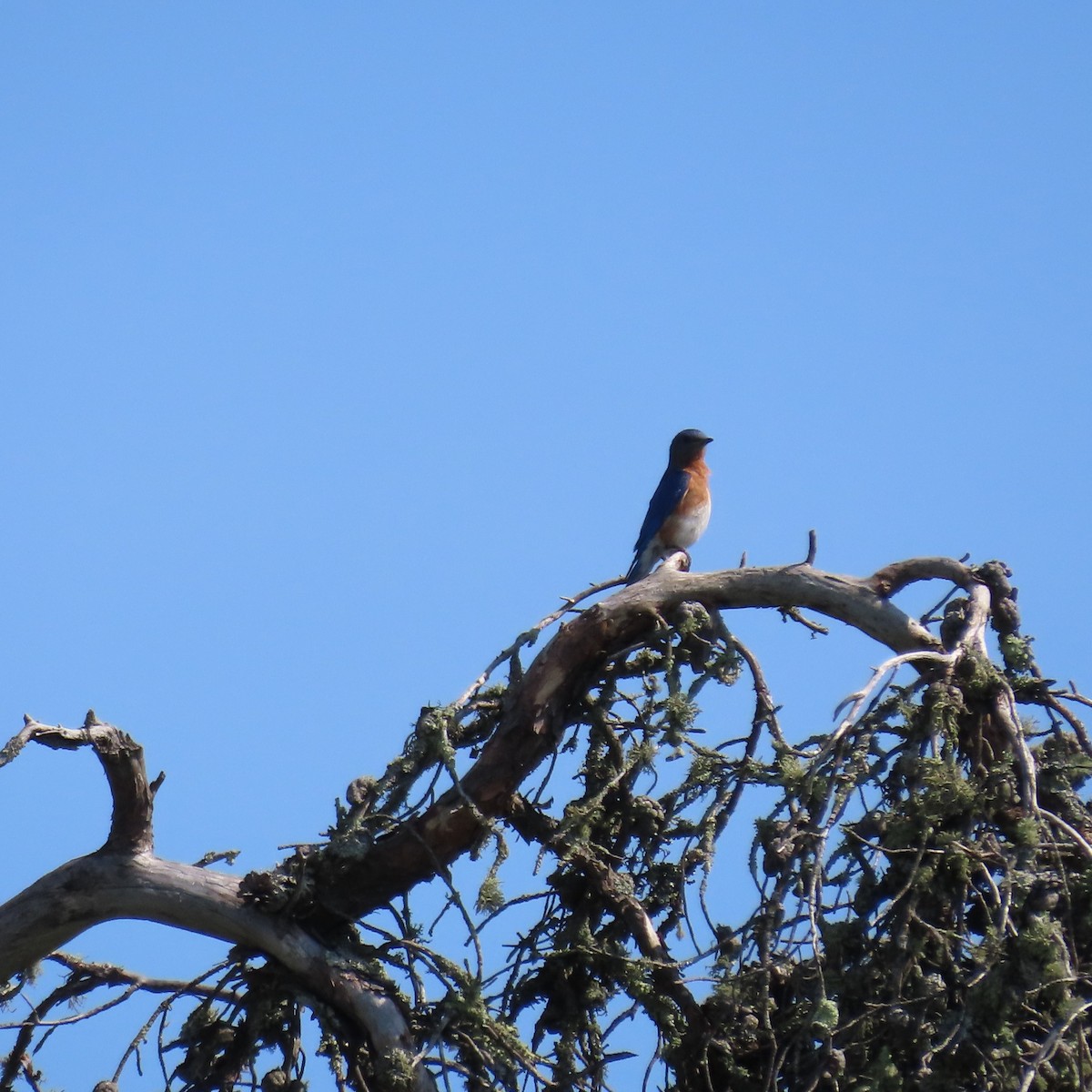 Eastern Bluebird - ML621957987