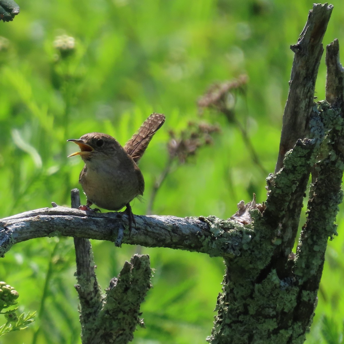 House Wren - ML621957994