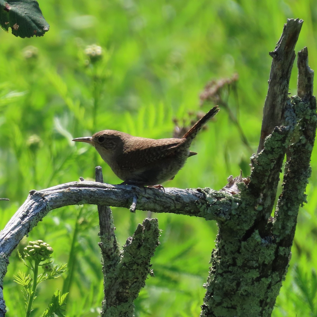 House Wren - ML621957995