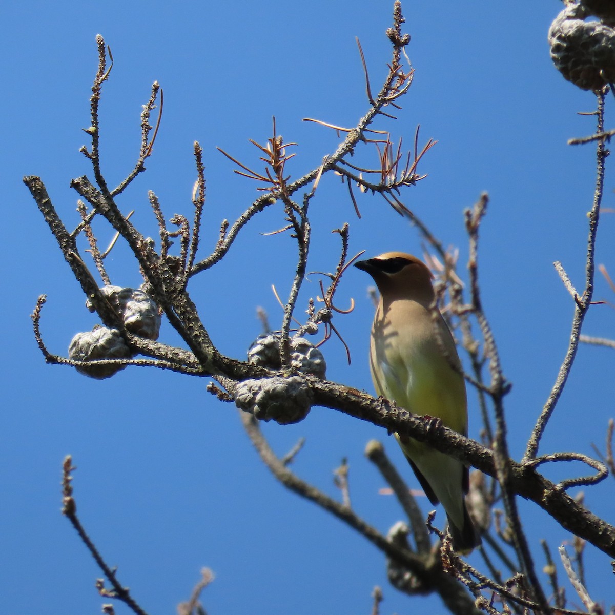 Cedar Waxwing - ML621958007