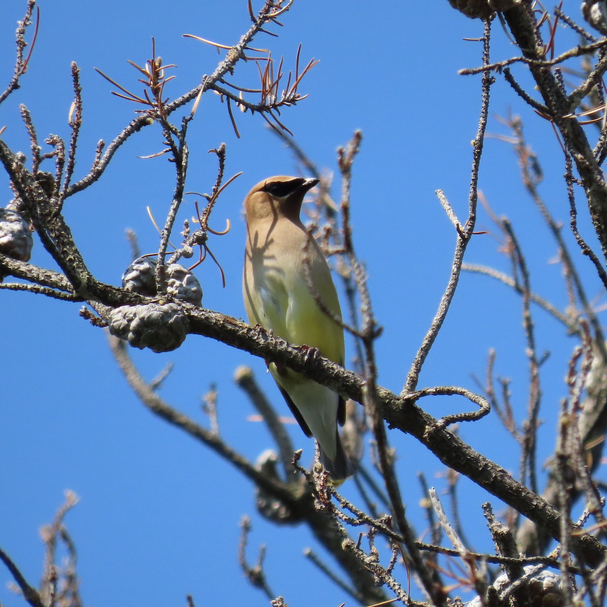 Cedar Waxwing - Mackenzie Goldthwait