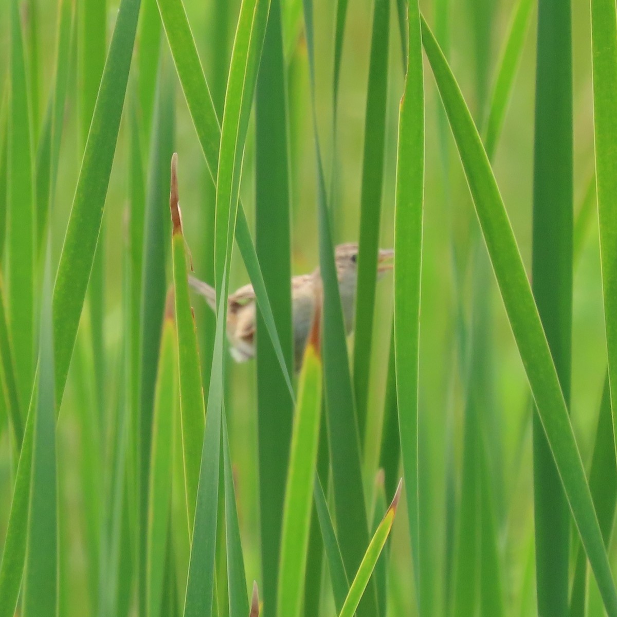 Sedge Wren - ML621958132