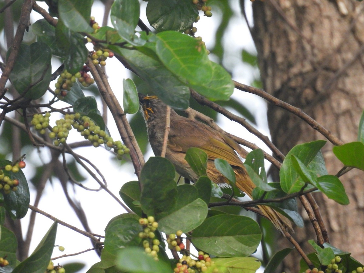 Stripe-throated Bulbul - ML621958296