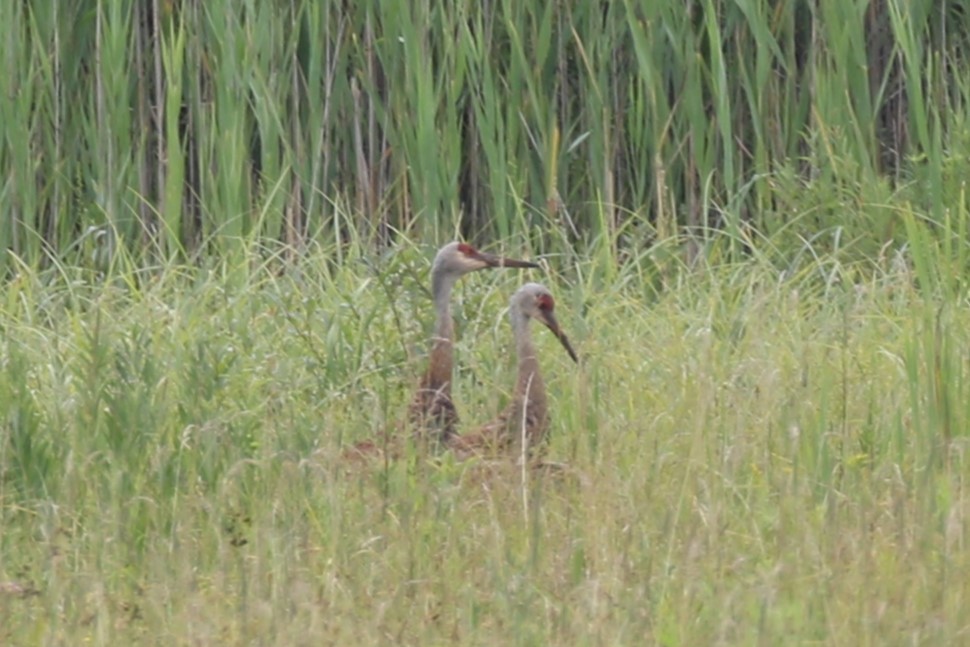 Sandhill Crane - ML621958359