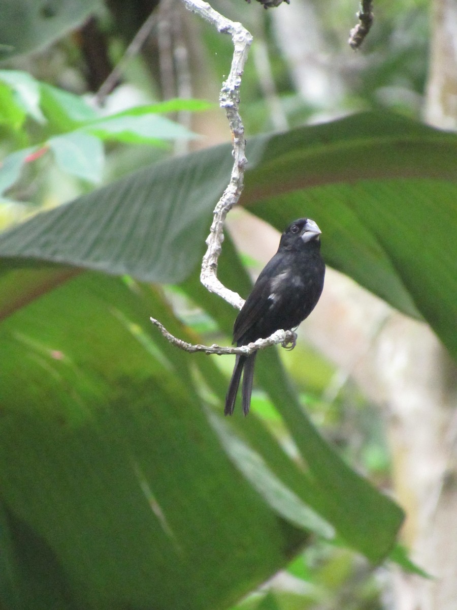 Large-billed Seed-Finch - ML621958459