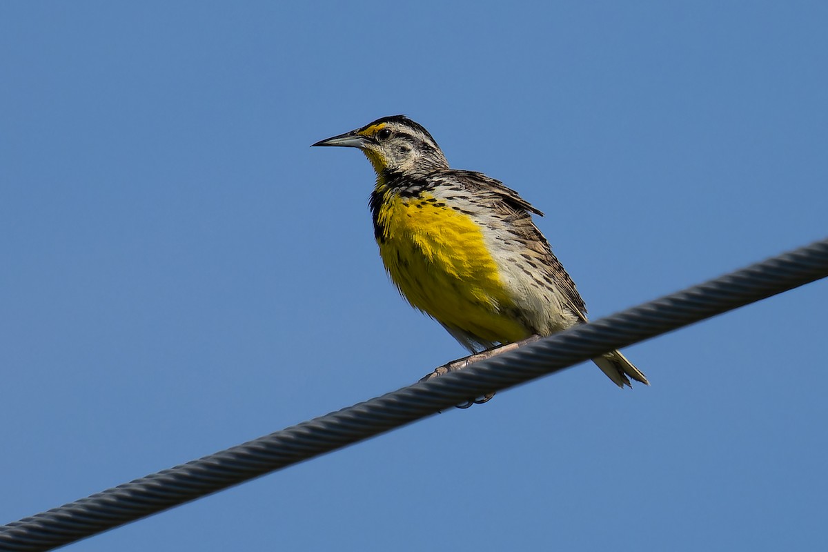 Eastern Meadowlark - ML621958474