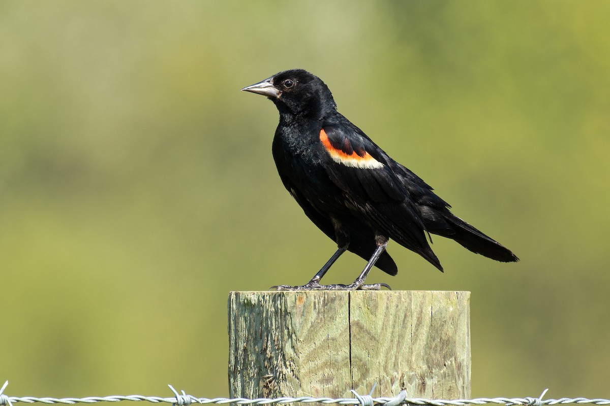 Red-winged Blackbird - ML621958476