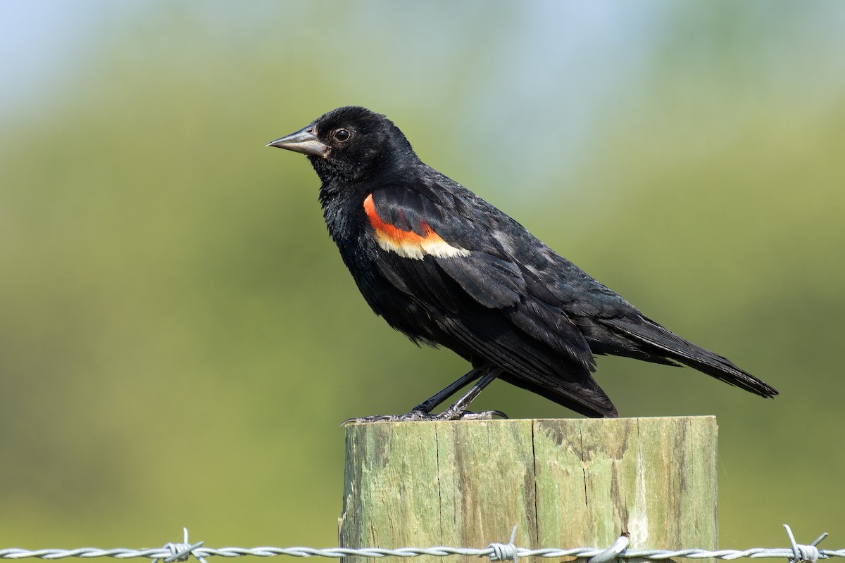 Red-winged Blackbird - ML621958477