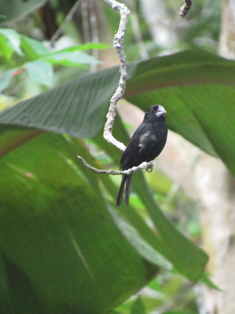 Large-billed Seed-Finch - ML621958496