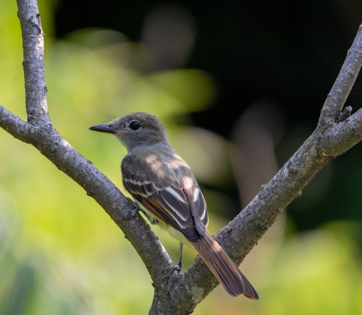 Great Crested Flycatcher - ML621958498