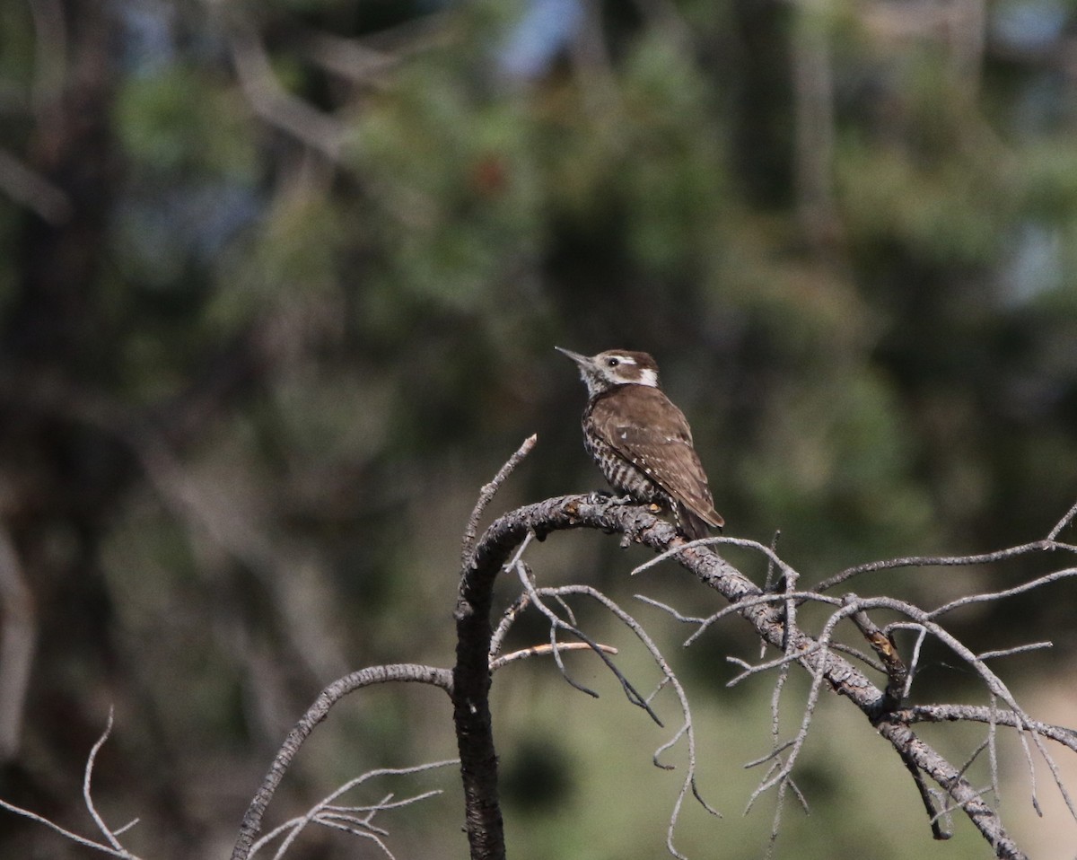 Arizona Woodpecker - ML621958523