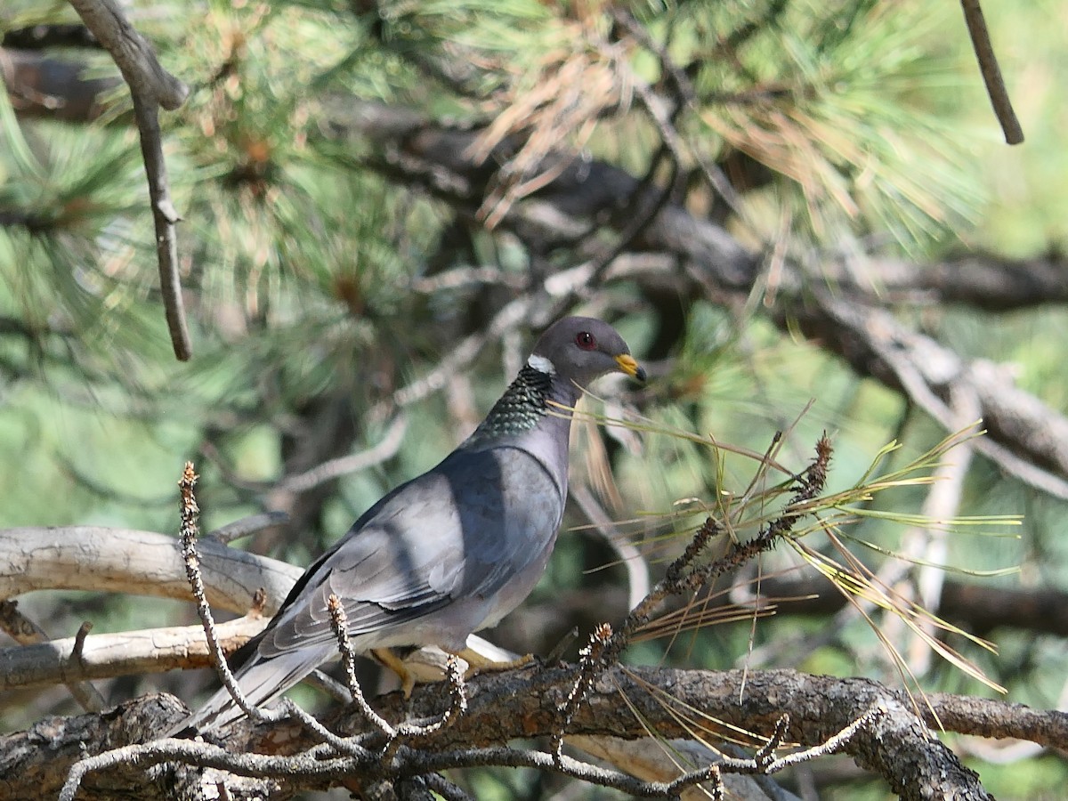 Band-tailed Pigeon - Charles Martinez