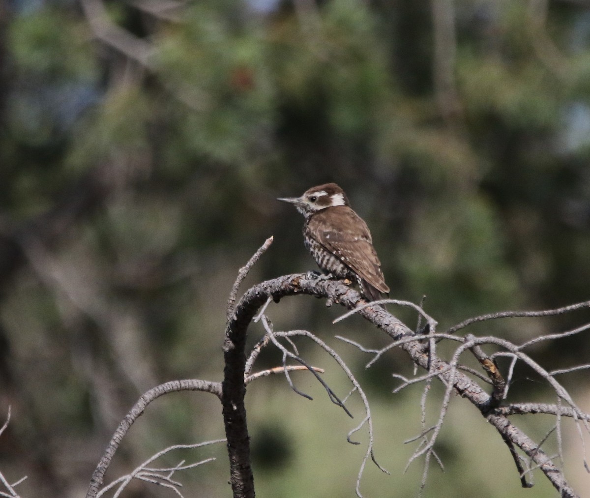 Arizona Woodpecker - ML621958525