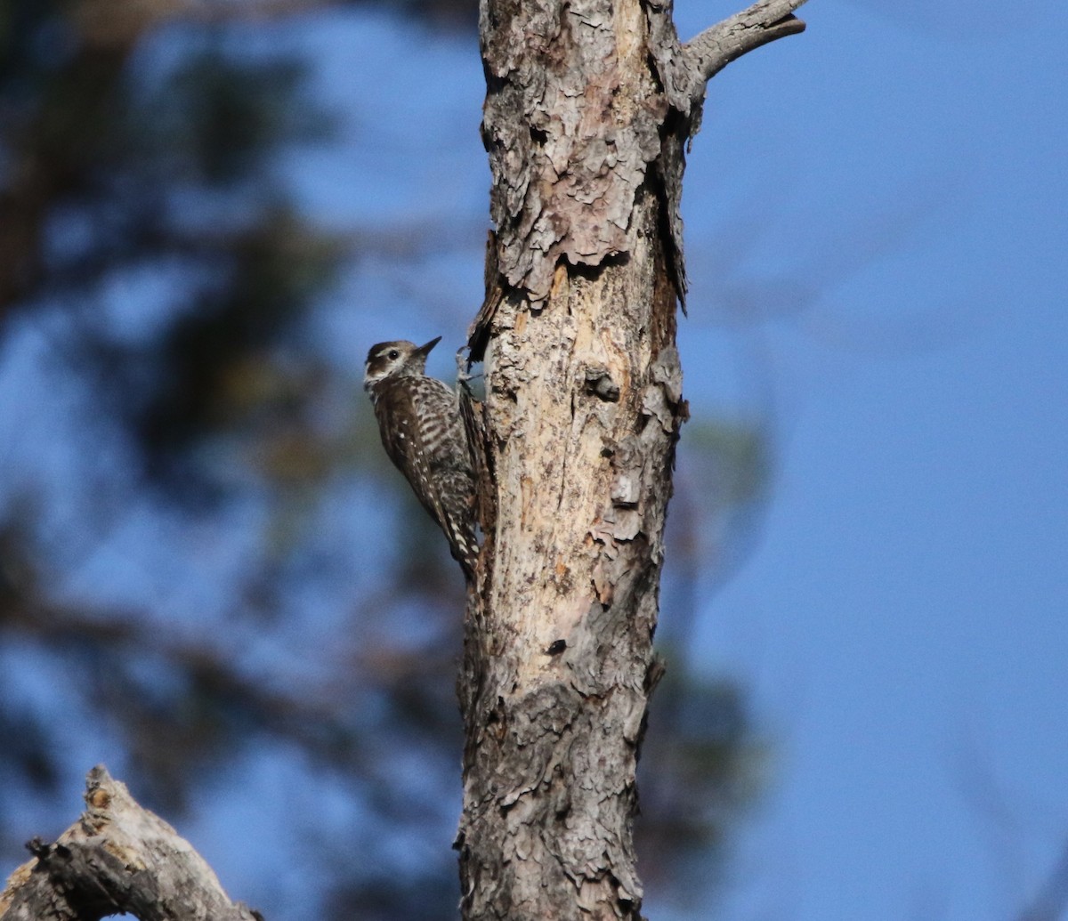 Arizona Woodpecker - ML621958526