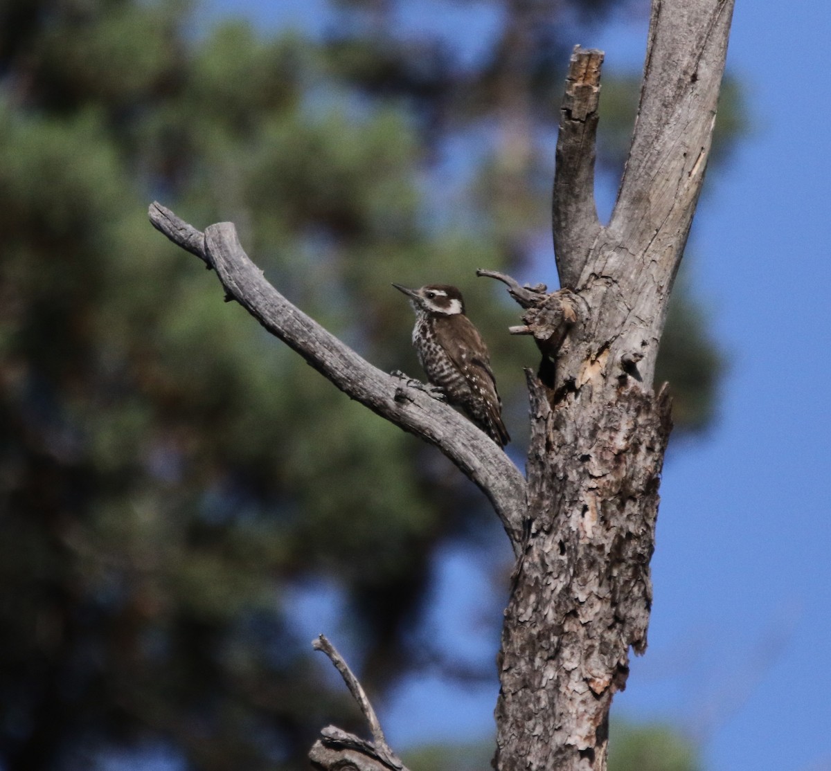 Arizona Woodpecker - ML621958527