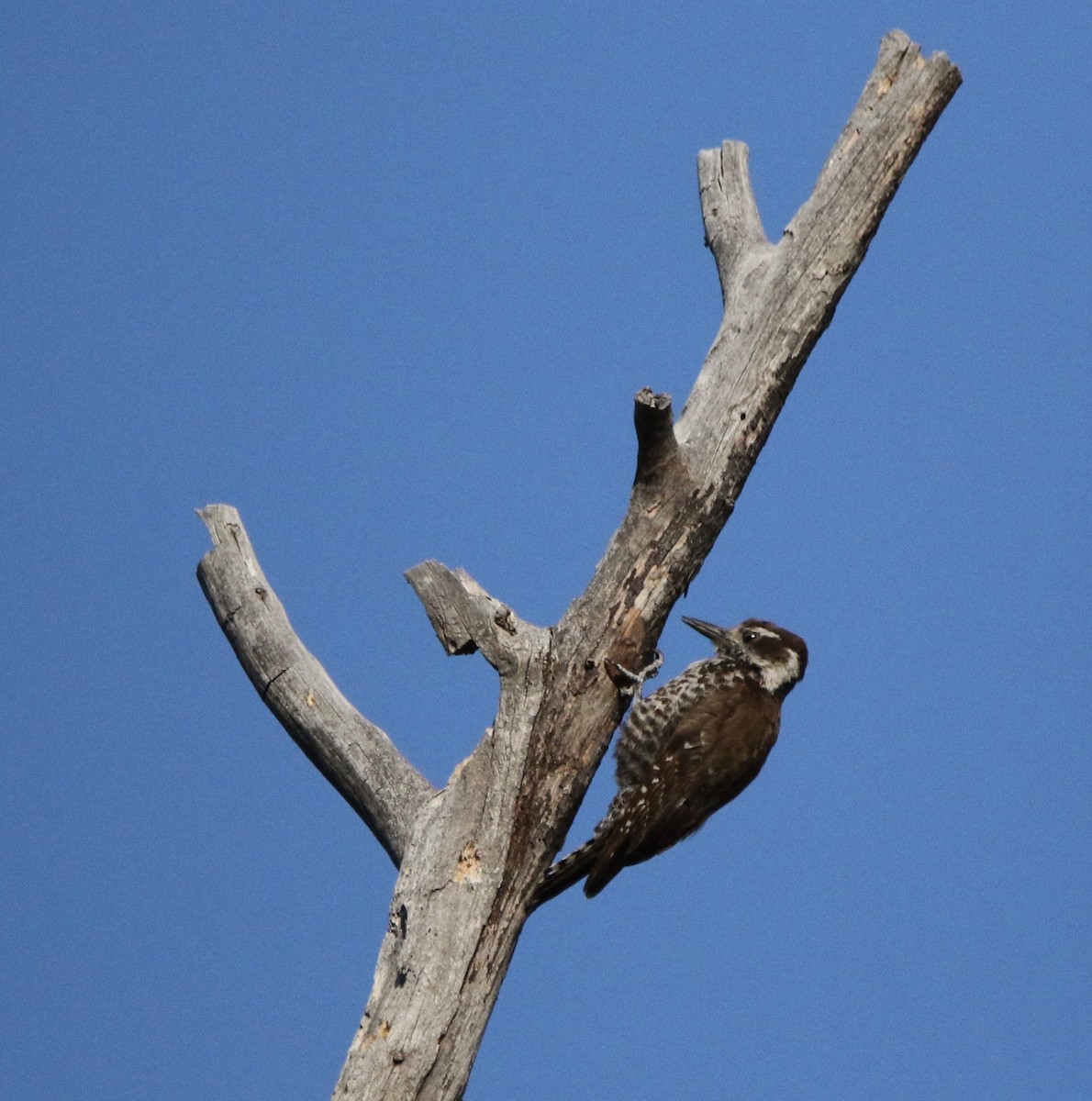 Arizona Woodpecker - ML621958530