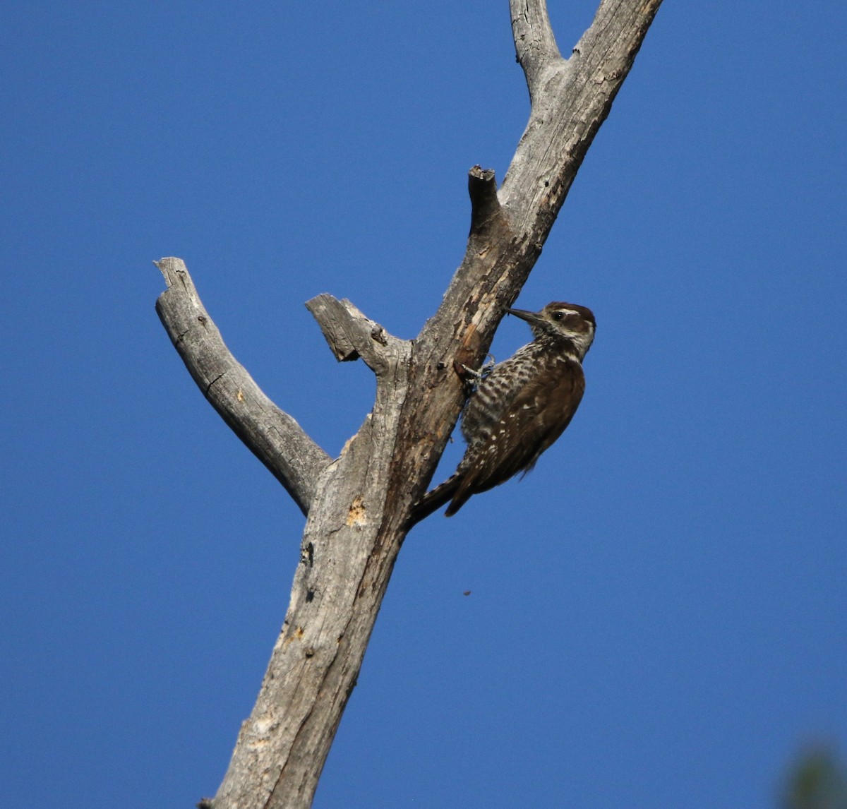 Arizona Woodpecker - ML621958533