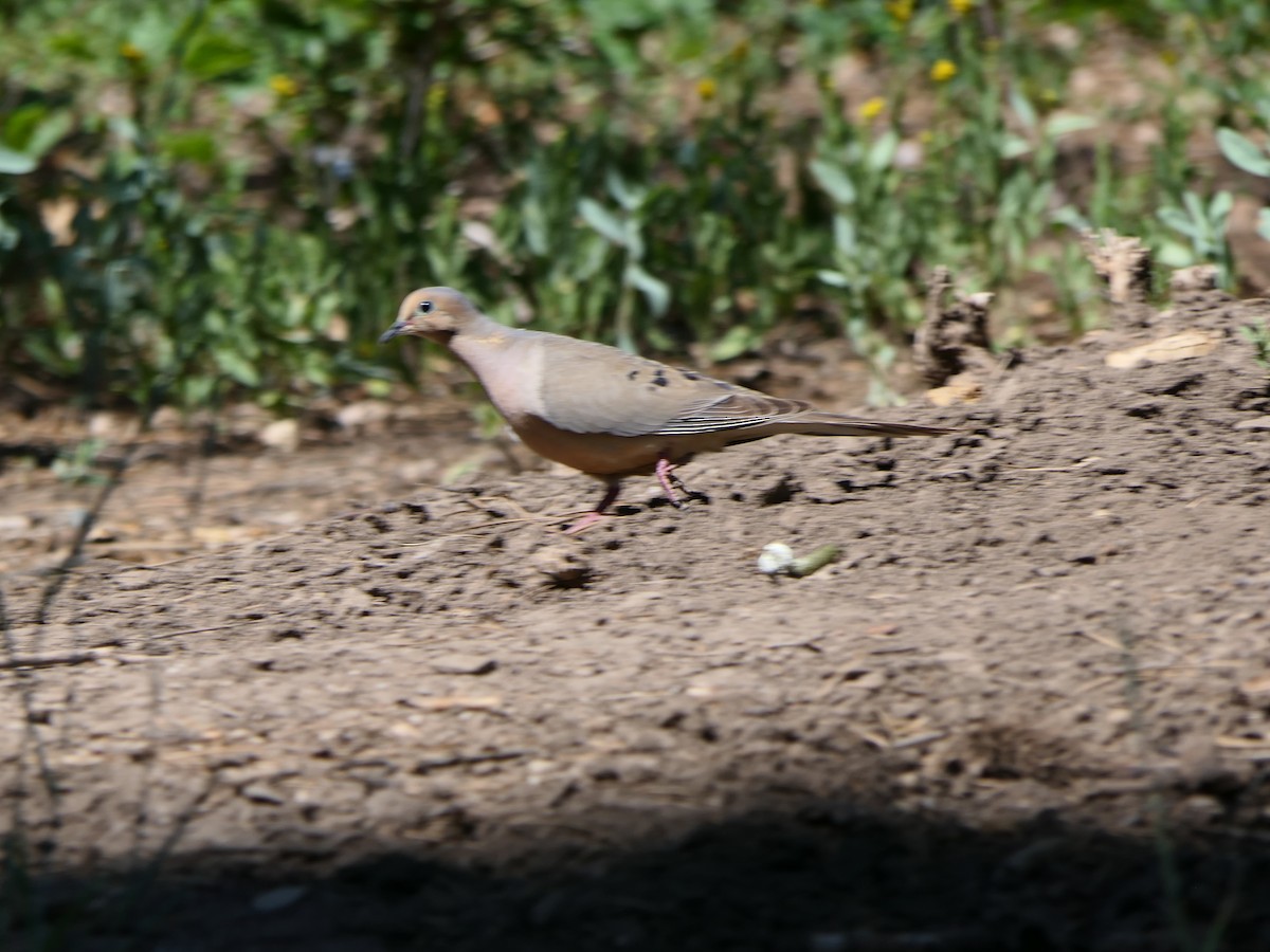 Mourning Dove - ML621958534