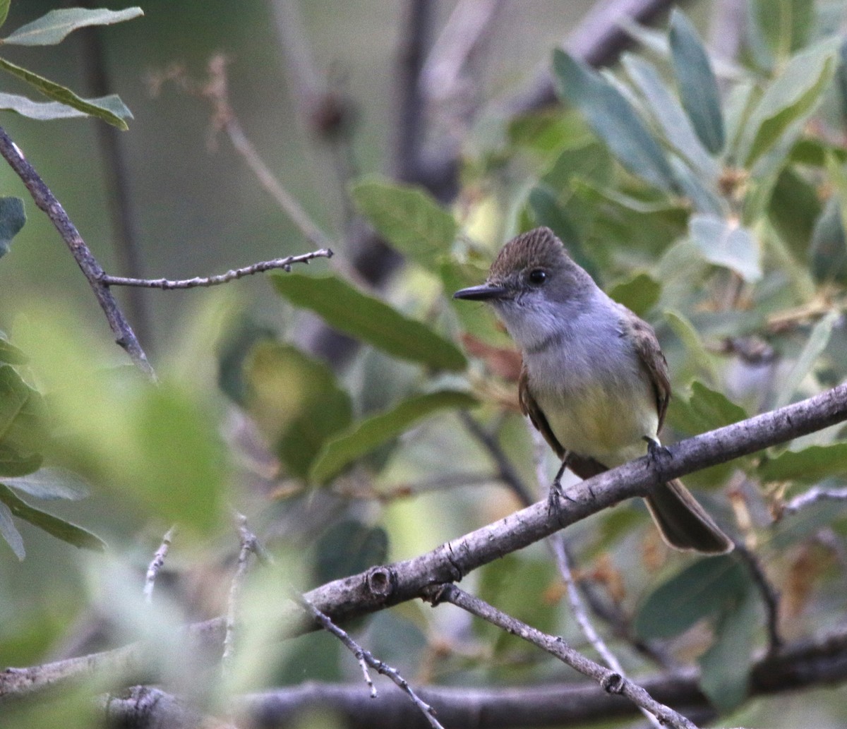 Dusky-capped Flycatcher - ML621958536