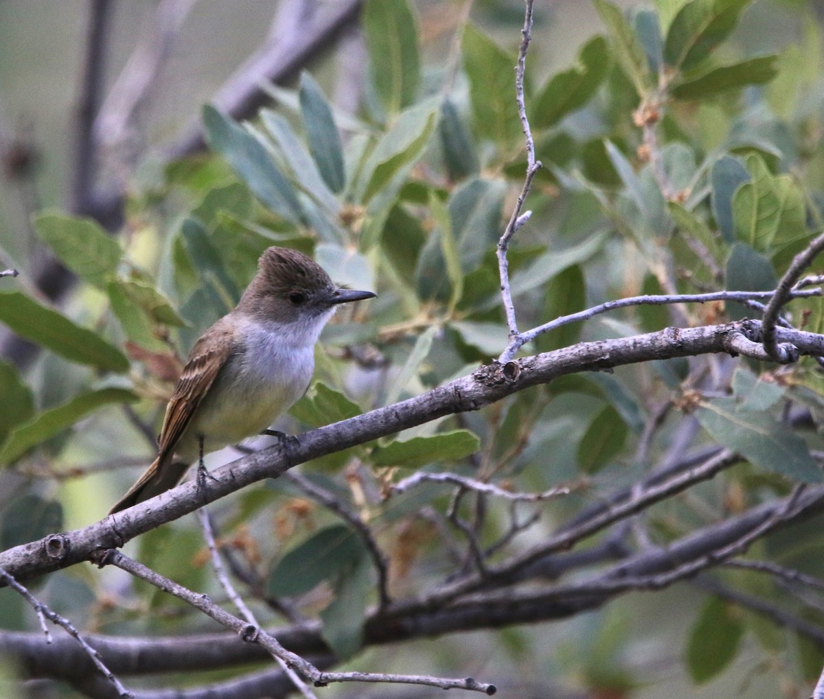 Dusky-capped Flycatcher - ML621958546