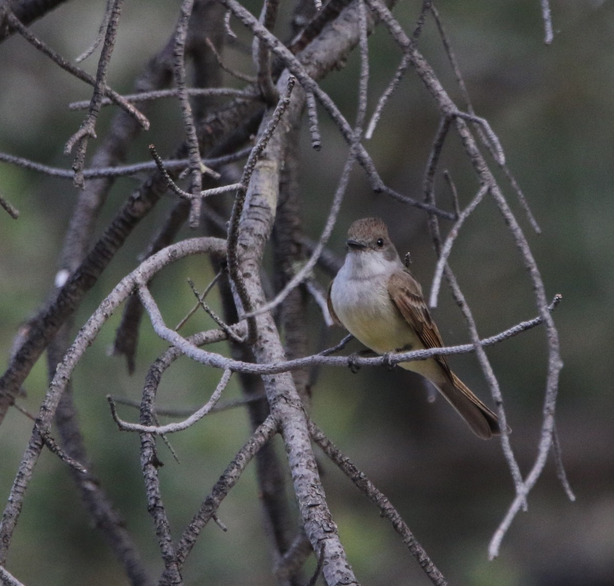 Dusky-capped Flycatcher - ML621958548