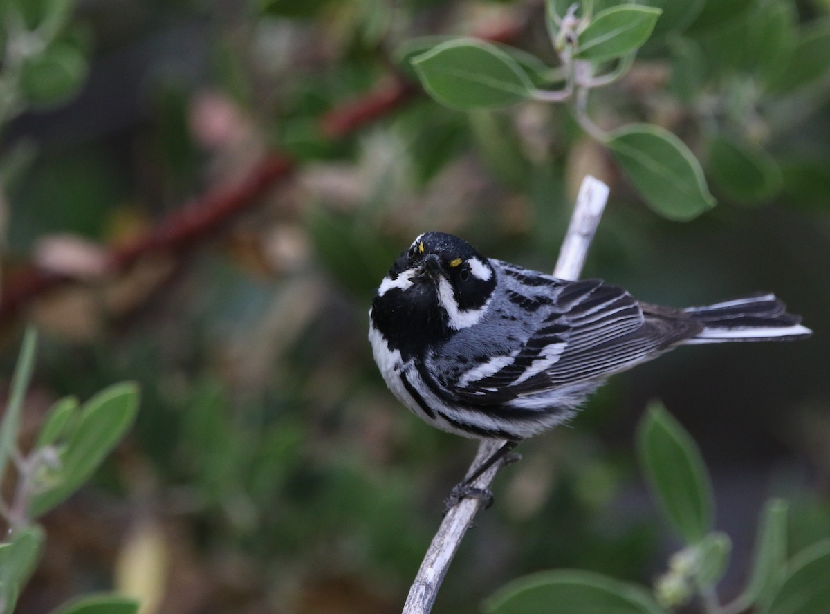 Black-throated Gray Warbler - ML621958561