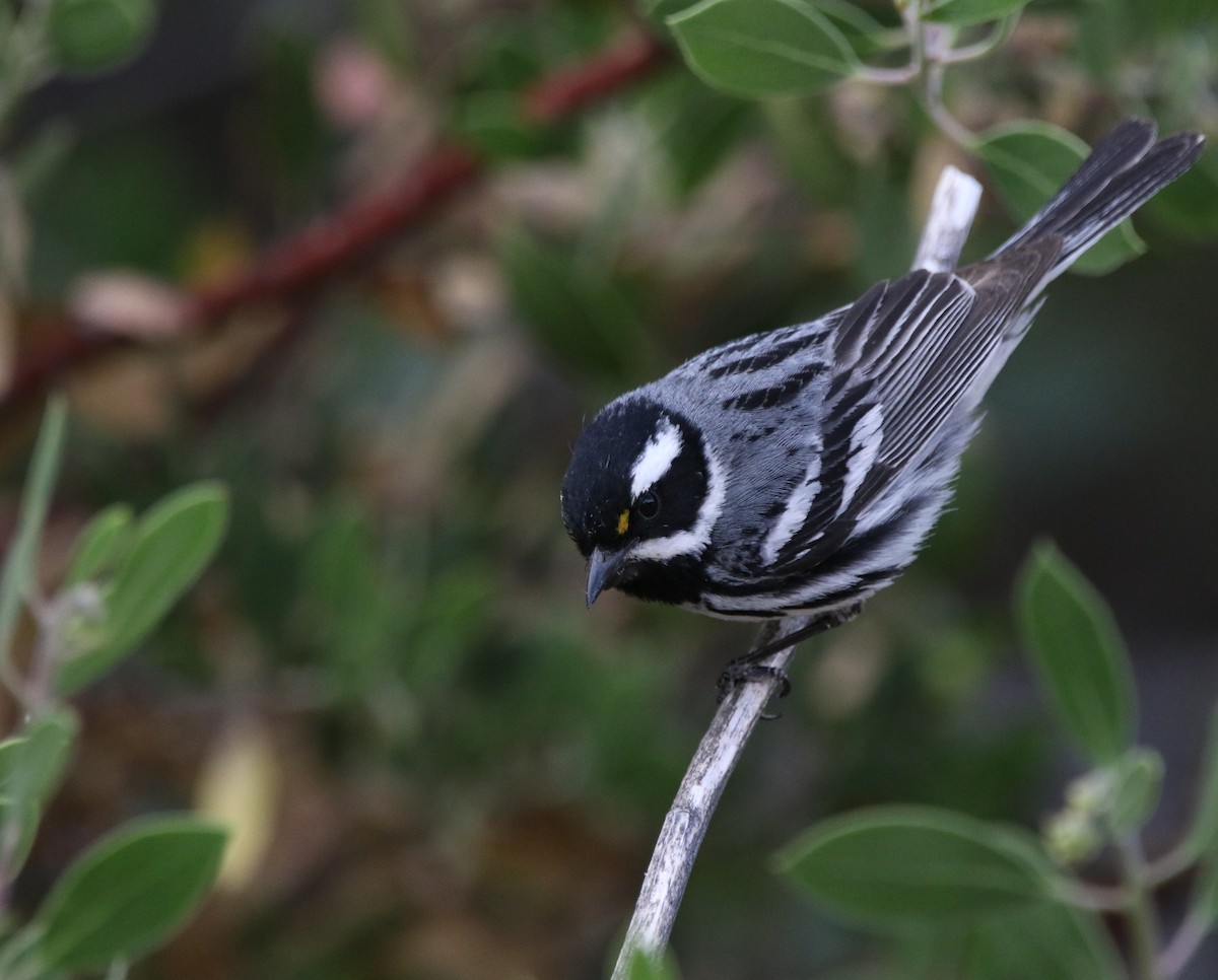 Black-throated Gray Warbler - ML621958566