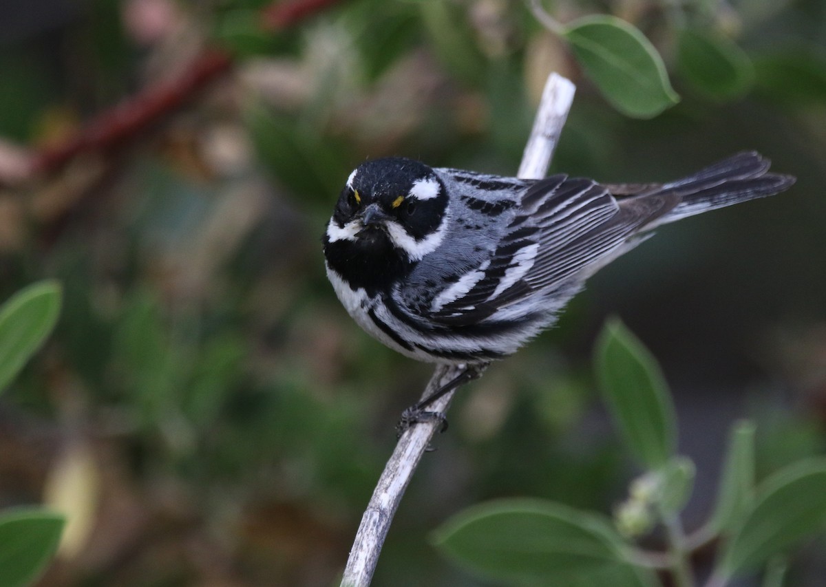 Black-throated Gray Warbler - ML621958567